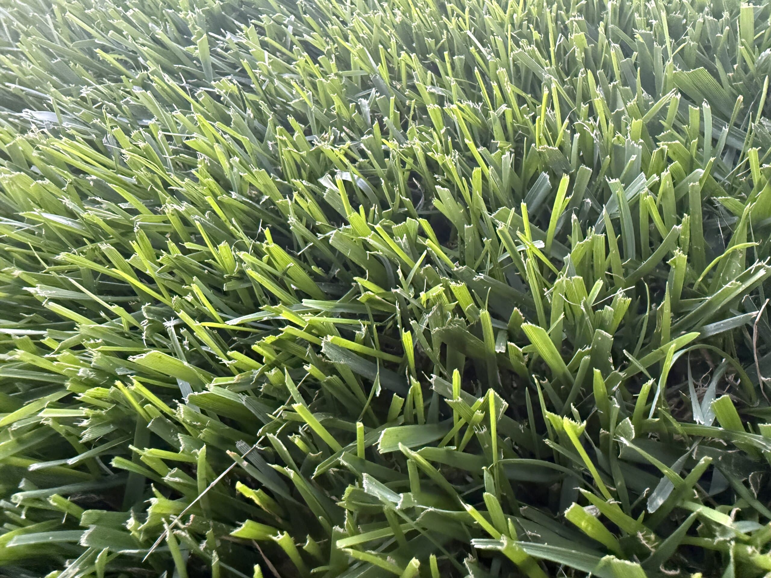 Close-up of thick green grass