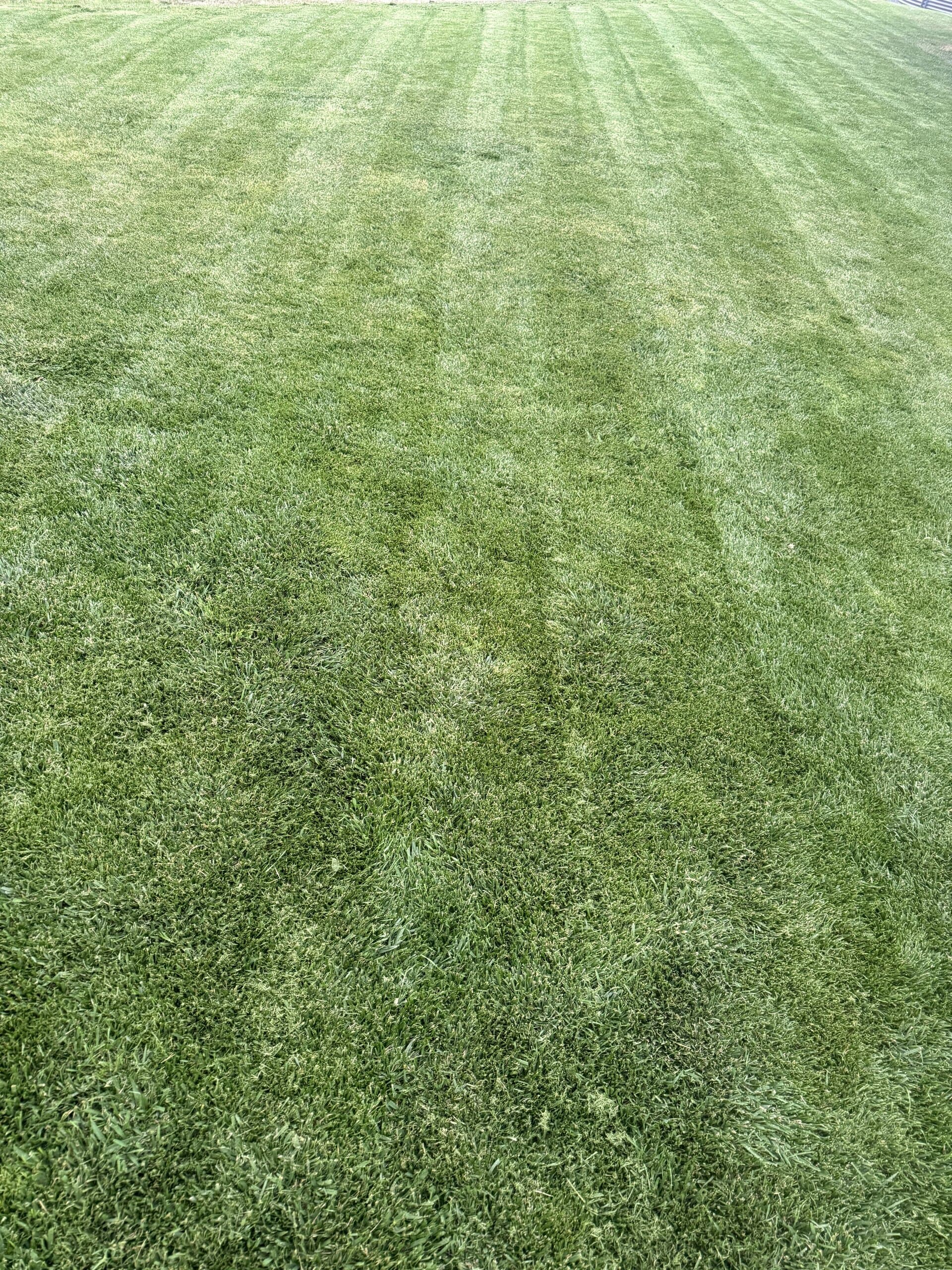Striped freshly mown lawn