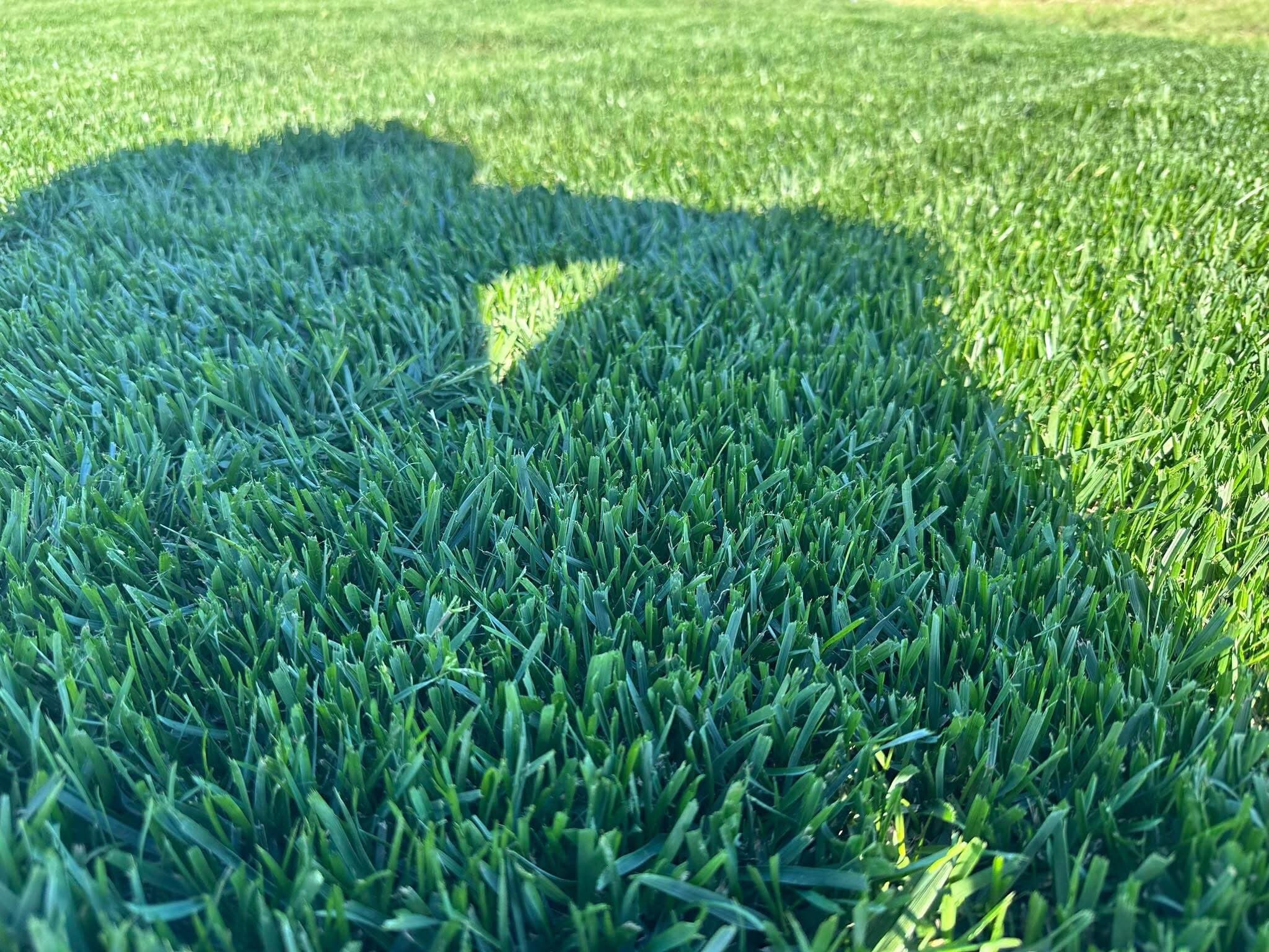 Close-up of dense green grass