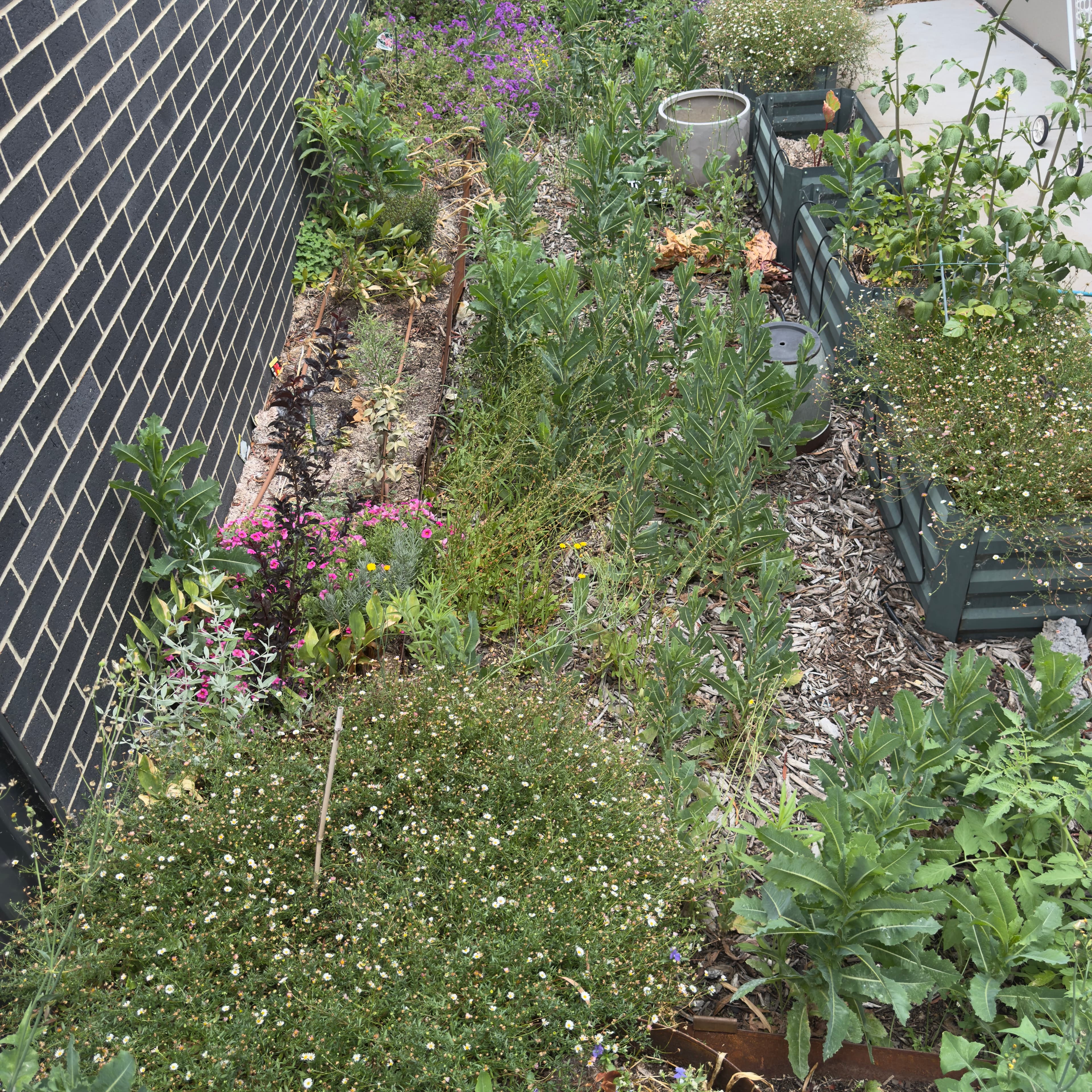 Overgrown front yard with tall grass and long edges